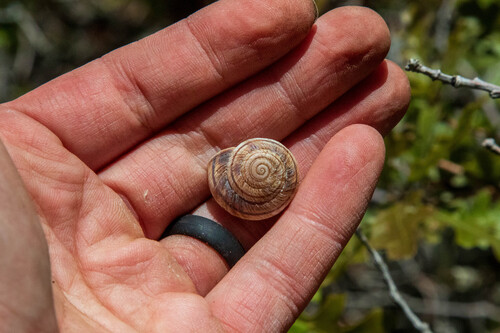 Magdalena Mountainsnail