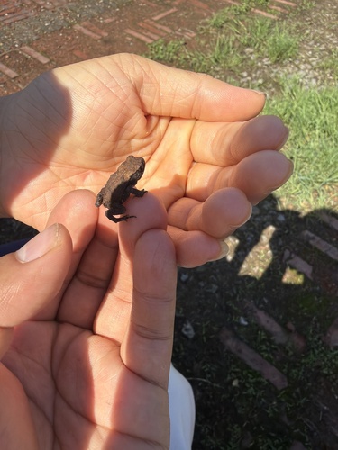 Asiatic Toad