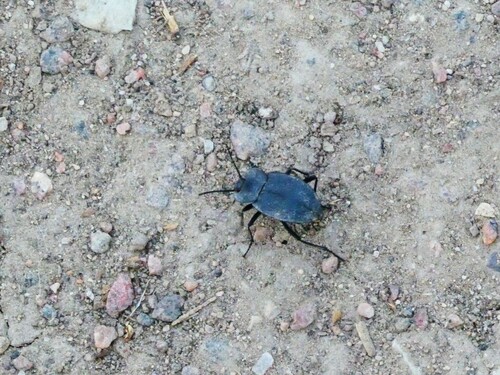 Embaphion contusum