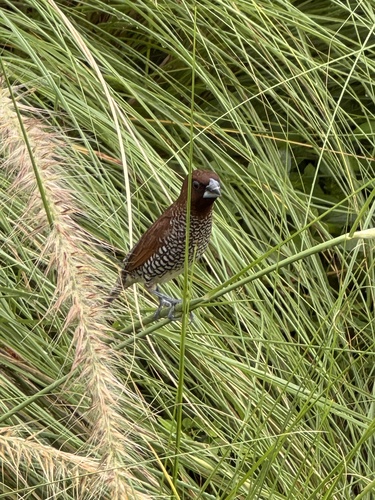 Scaly-breasted Munia