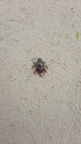 Gazelle Scarab