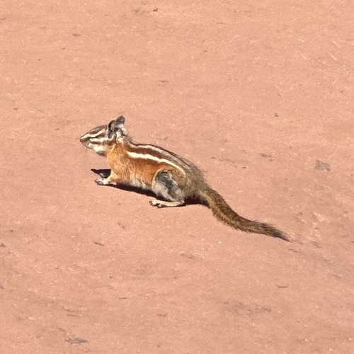 Hopi Chipmunk observed by marypcarney