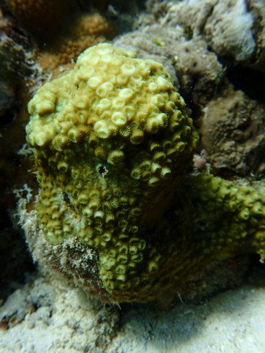 Paramontastraea salebrosa · iNaturalist