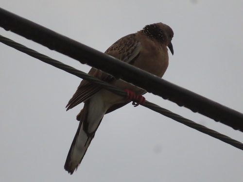 Spotted Dove