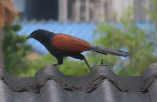 Greater Coucal