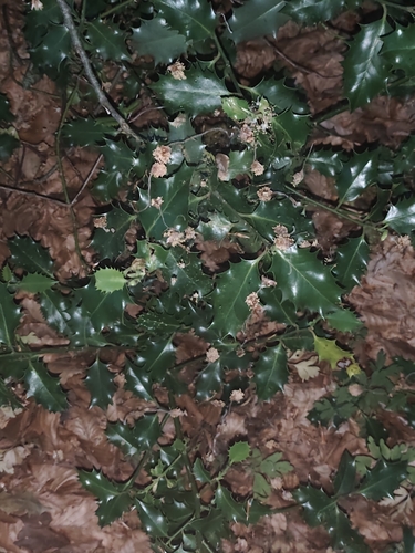 European holly