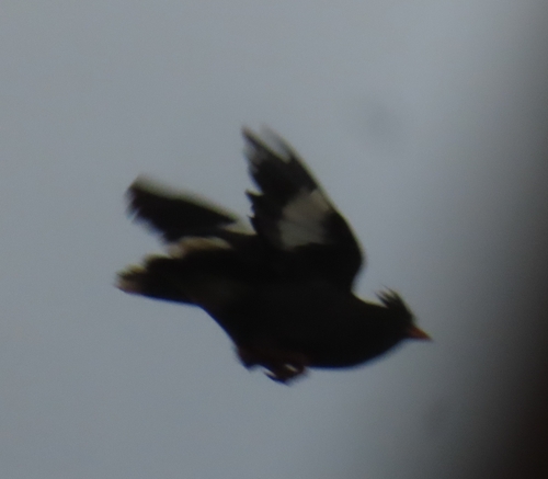 Great Myna
