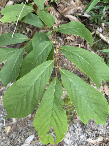 Small-Flower Pawpaw