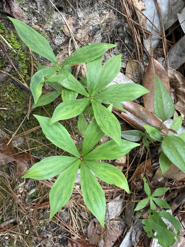 Cucumber Root
