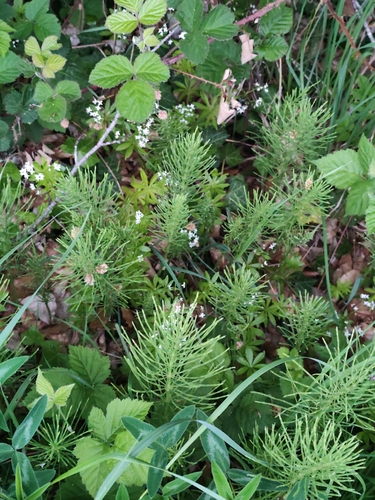 field horsetail