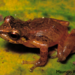 Boulenger's Robber Frog - Photo (c) Mauricio Rivera-Correa, all rights reserved, uploaded by Mauricio Rivera-Correa