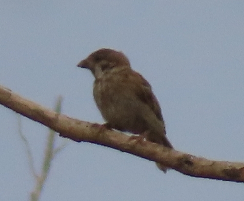 Eurasian Tree Sparrow