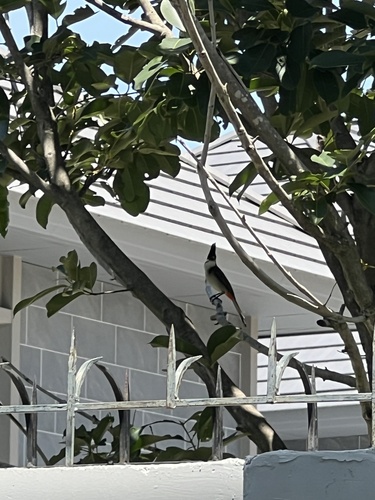 Red-whiskered Bulbul