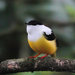 White-collared Manakin - Photo (c) lecomte, all rights reserved, uploaded by lecomte