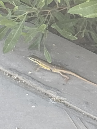 African Five-lined Skink