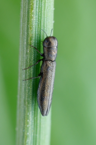 Cylindromorphus