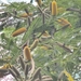 Acacia dolichocephala