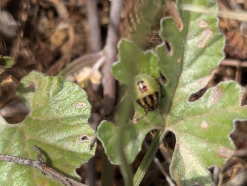 Gorse Shield Bug