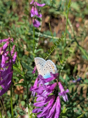 Amanda's Blue