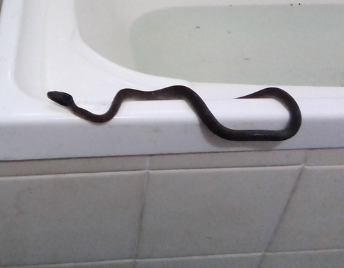 Red-lipped Snake