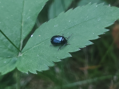 Alder Leaf Beetle