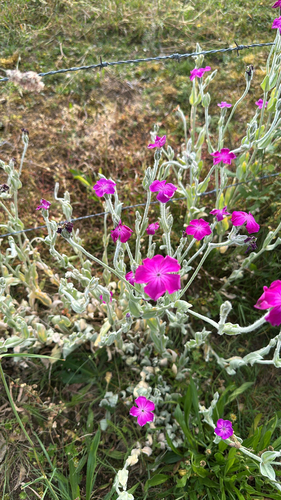 Rose campion