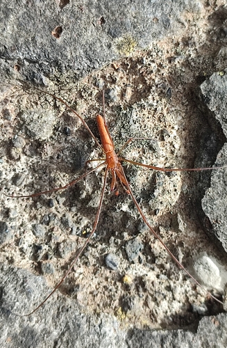 Tetragnatha