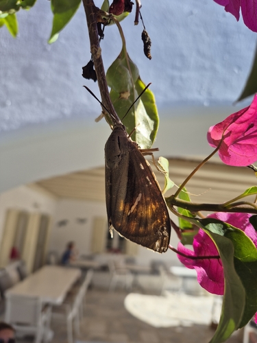 Palm Moth