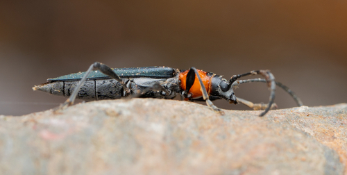 Red necked longhorn beetle