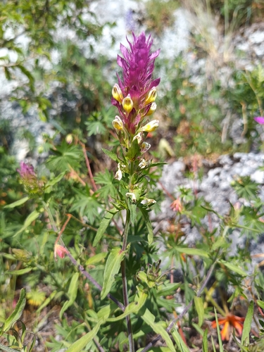 Field Cow-wheat