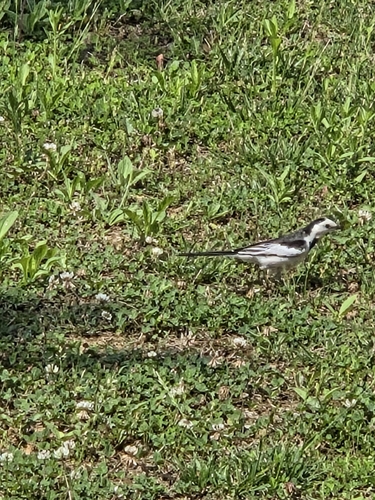 White Wagtail
