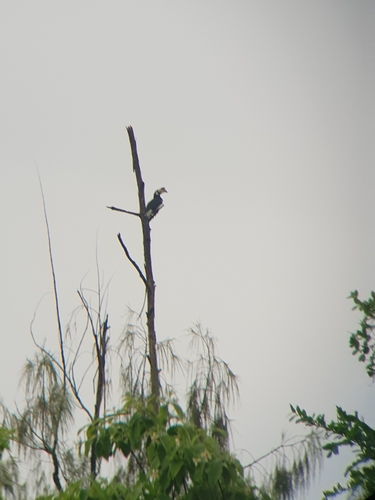 Oriental Pied Hornbill