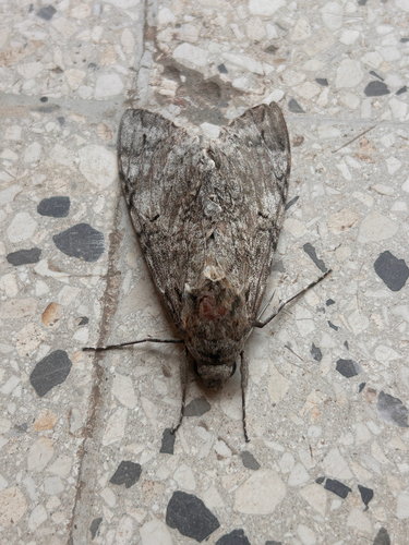 Tetrio Sphinx