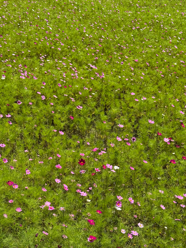 garden cosmos