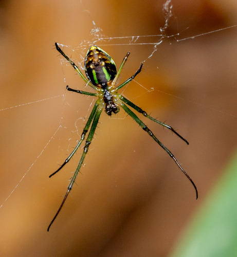Black-striped Orchard Spider