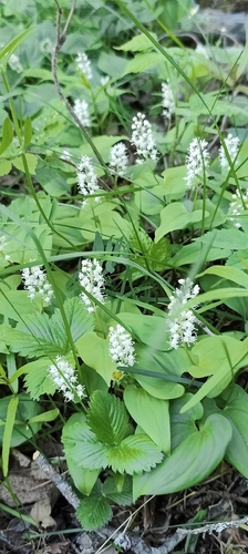 May Lily