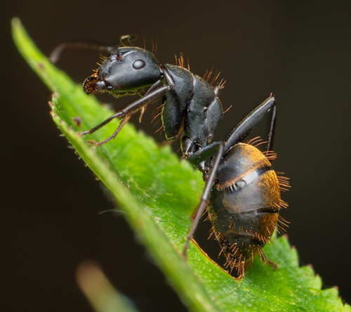 Camponotus tonkinus
