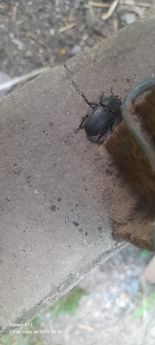 Lesser Stag Beetle