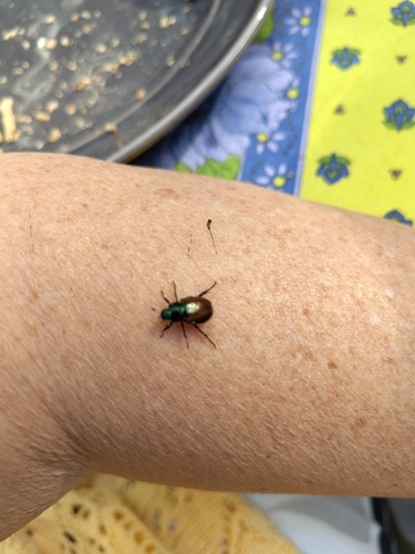 Garden Chafer