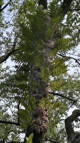 Drynaria roosii