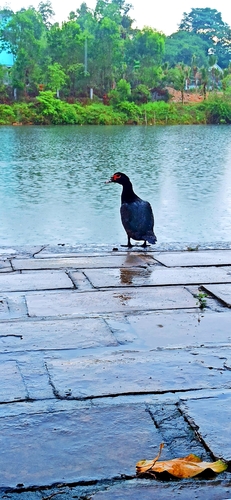Muscovy Duck