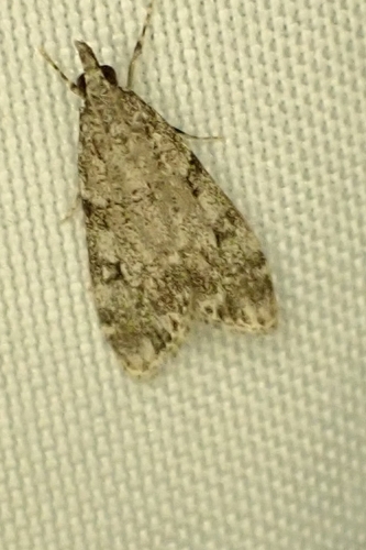 Little grey