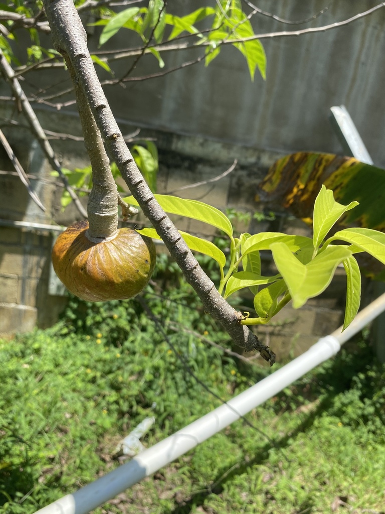 Wild Sweetsop From Puerto Rico Camuy Pr Us On April 14 2020 At 11