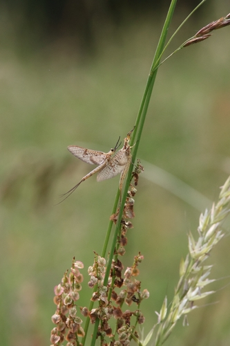 Four-lined Giant Mayfly