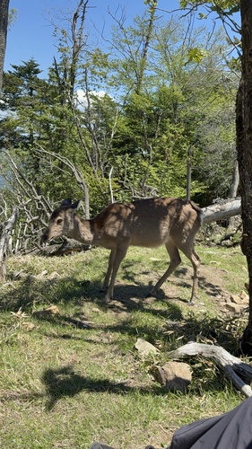 Honshū Sika Deer