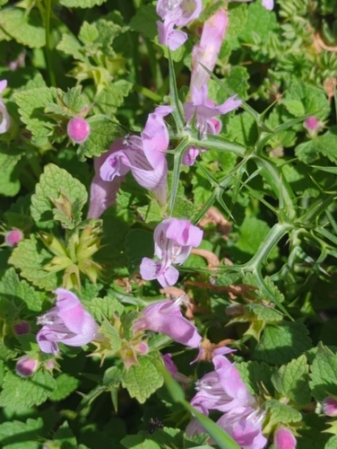 Monte Gargano Dead-nettle