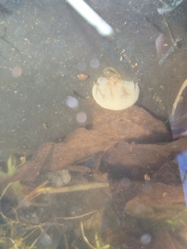 Rotifers