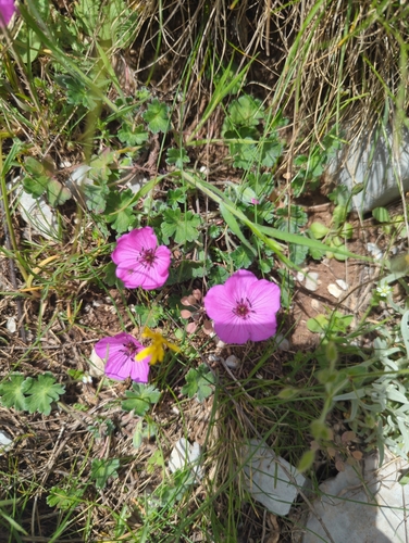 Grey Crane's-bill
