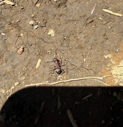 Blood-red Field Ant