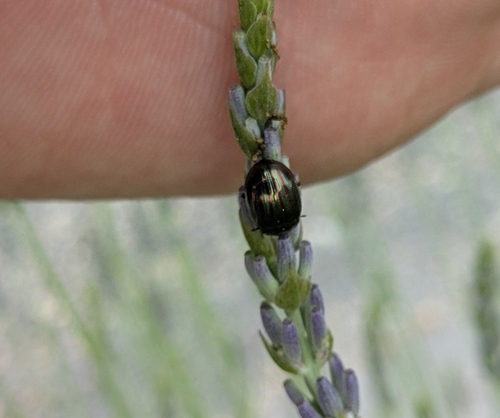 Rosemary Beetle